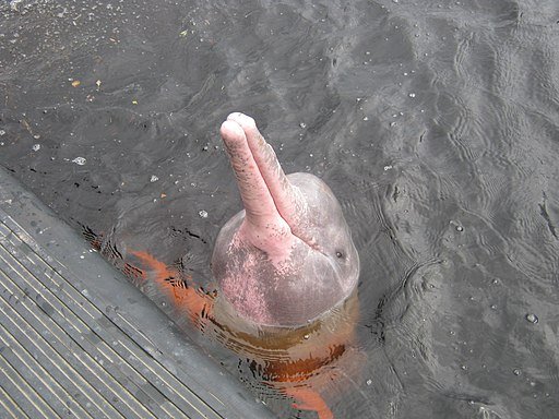 delfin rosado, boto colorado, bufeo o tonina (inia geofrensis)