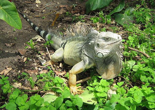 💥 Amazon Rainforest Reptiles: snakes, lizards and turtles of the region