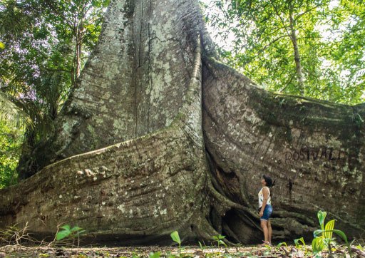 ⇨ Árboles del Amazonas: Medicinales | Curativos | Maderables y más