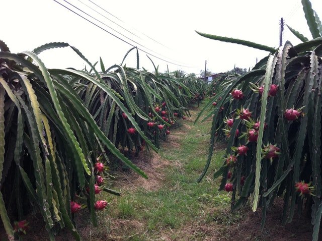 cultivo de pitahaya