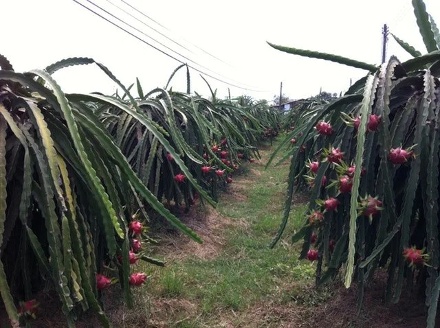 cultivo de pitahaya
