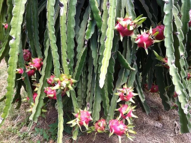 pitaya fruit