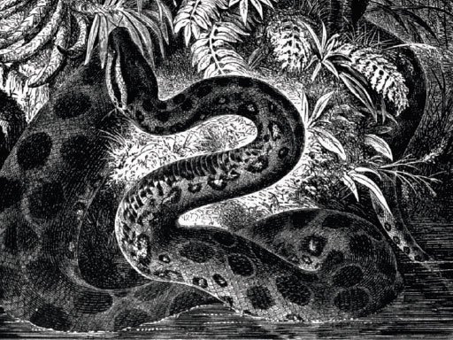 anaconda myth