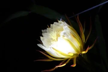 Flor de la pitahaya 