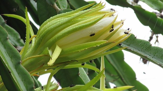 flor de pitaya con insectos