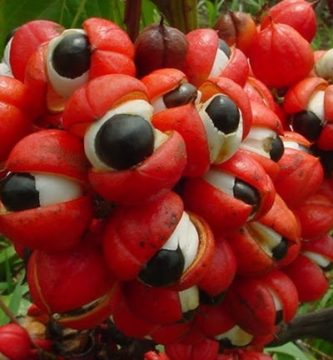 Guaraná