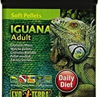 comida para iguanas