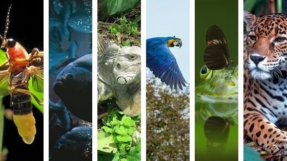 1001 Animales del Amazonas - ¡Sorprendente! - Enciclopedia Virtual