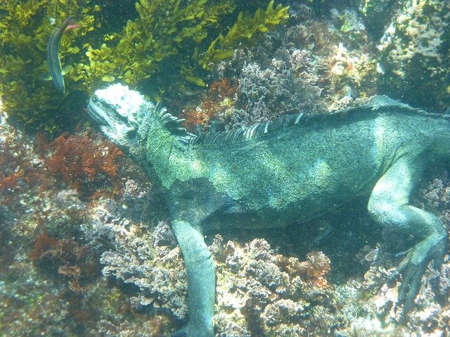 iguana marina sumergida bajo el agua