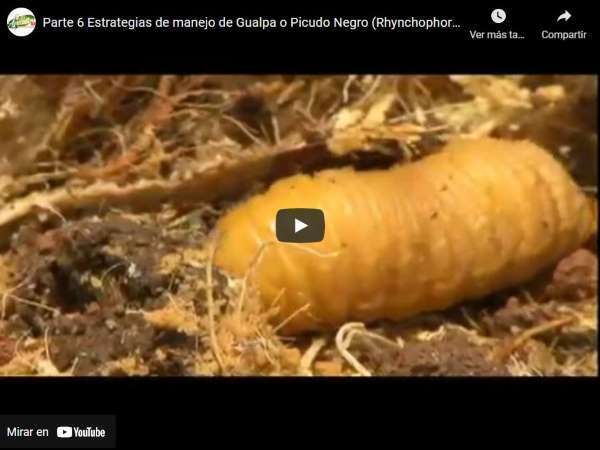 video sobre el rhynchophorus palmarum