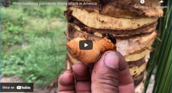video about the rhynchophorus palmarum