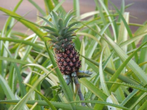 Pineapple: All About The Queen of Tropical Fruits - Del Amazonas
