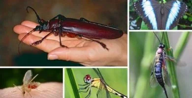 insectos del amazonas