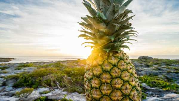 tropical pineapple