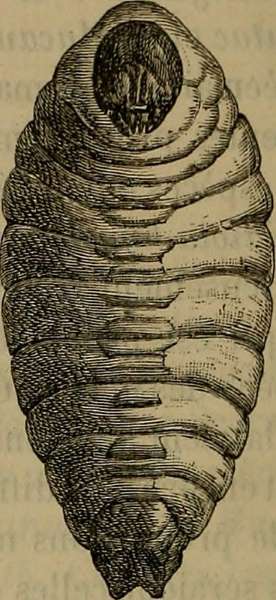 rhynchophorus palmarum larva