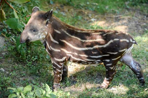 tapir bebe