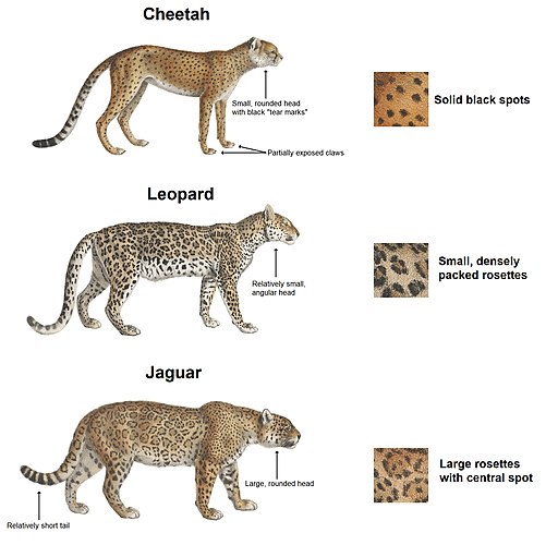 512px-Cheetah,_leopard_&amp;_jaguar_(en)