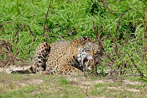 512px-Jaguar_(Panthera_onca)_angry_female