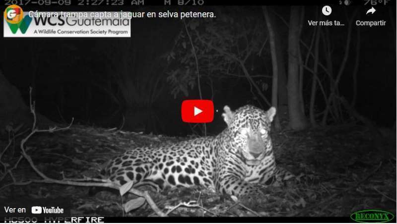  video jaguar cÃ¡maras trampa LOW