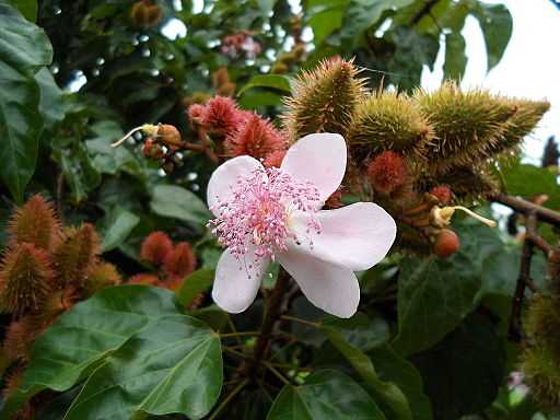 Flower_and_Fruit_of_Onoto_(Bixa_orellana) low