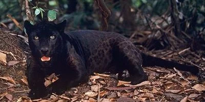 Jaguar_Negro