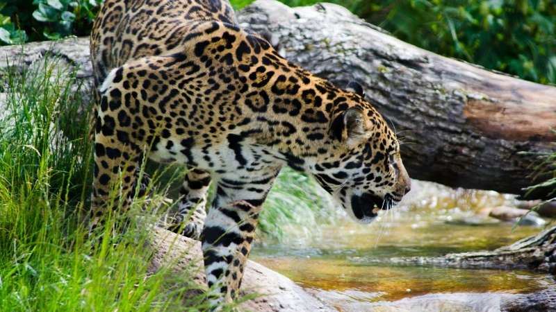 jaguar hunting in river 