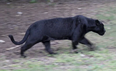 jaguar negro