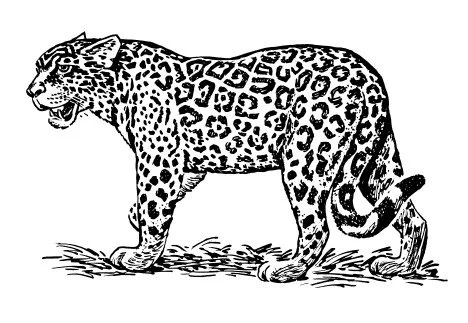 jaguar para colorar