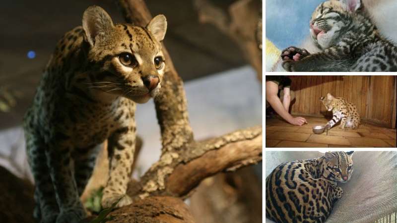 Ocelote, tigrillo, cunaguaro, gato montés o gato onza (Leopardus Pardalis)