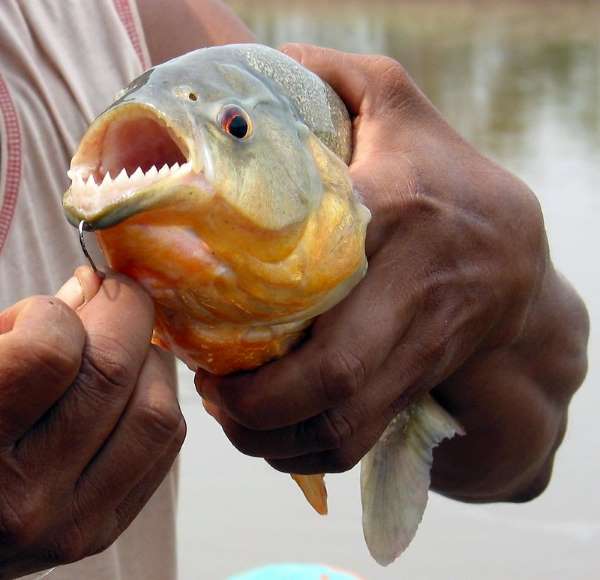 piraña cuyabeno