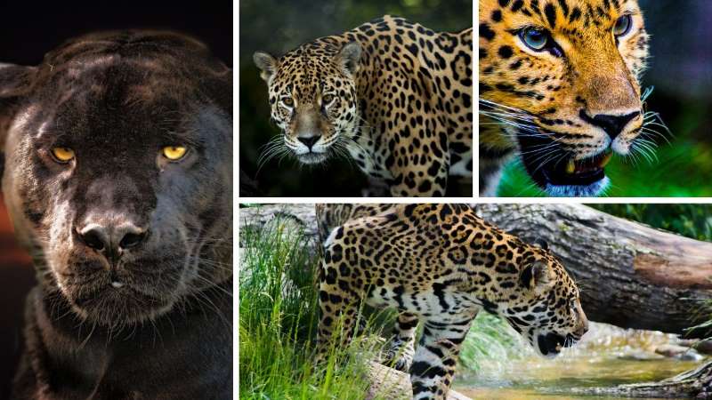 portada jaguar