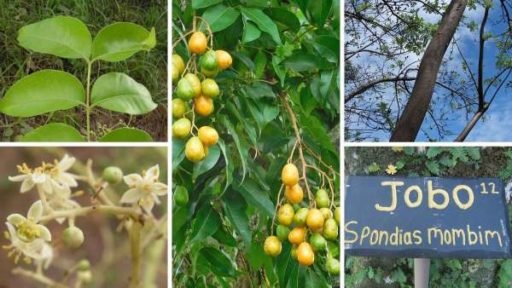 Jobo Ubos O Cajá Spondias Mombin Fruta árbol Del Amazonas