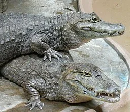 Caiman_crocodilus_pair