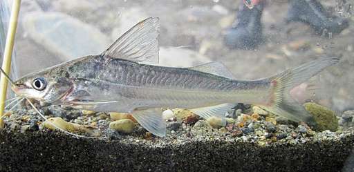 mandi pilomedus blochii