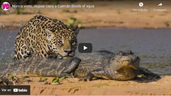 Capture video caiman hunting jaguar LOW