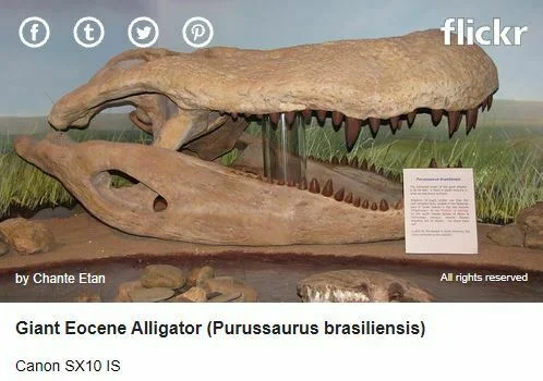 fosil de reptil gigante