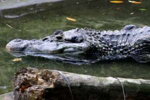 crocodile or black caiman