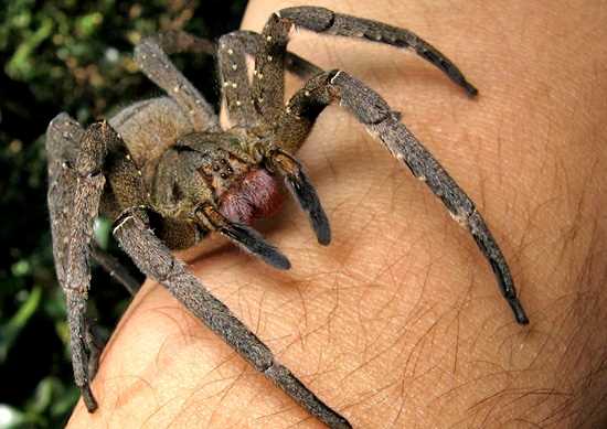 what does wandering spider eat