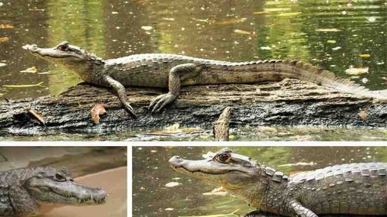 Cocodrilo o Caimán blanco - Caimán crocodilus o caimán de anteojos ...