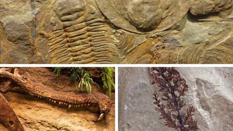 Fósiles de dinosaurios, plantas y humanos - Tipos, ejemplos y nombres