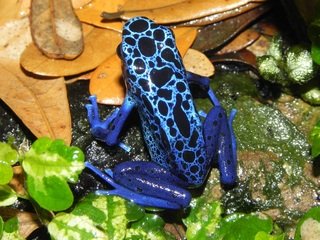 Blue dart frog