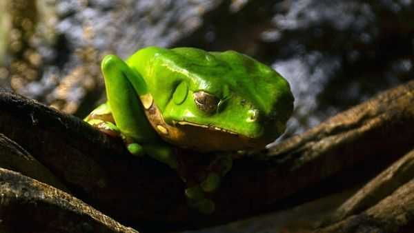 frog kambo_Phyllomedusa_bicolor