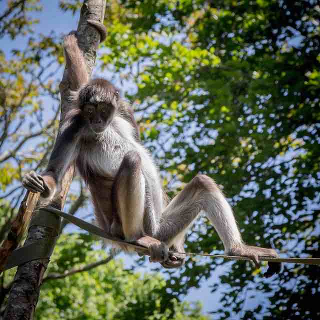 Adult spider monkey 