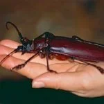 Escarabajo gigante -Titan_beetle_(Titanus_giganteus)