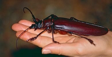 Escarabajo gigante -Titan_beetle_(Titanus_giganteus)