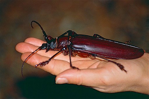Giant beetle -Titan_beetle_(Titanus_giganteus)
