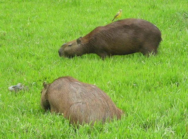 Capybara_1