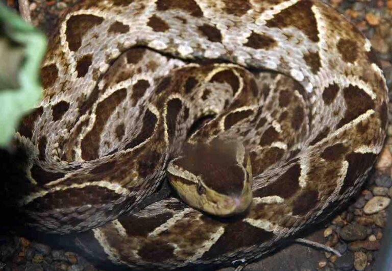 🔥 Serpiente Terciopelo (Bothrops Asper) - Poderoso Veneno Necrosante