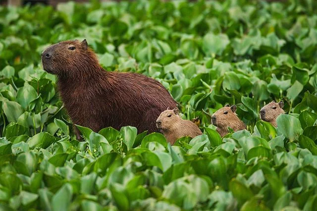 Capybara (Hydrochoerus_hydrochaeris)