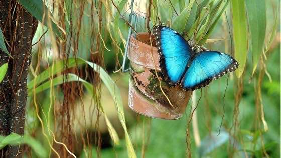 Mariposa azul morpho